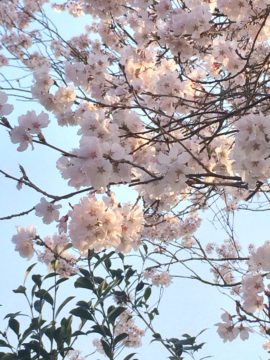 桜