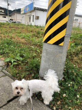 トランスの前の川に。